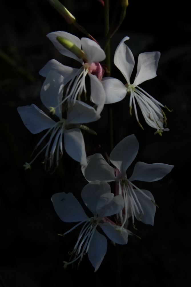 2011 08 15 IMG 35955